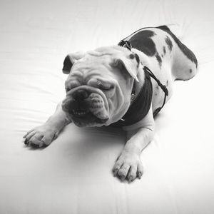 Meet your Posher, Jake